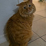 Charlie joined the competition — help win amazing prizes! cat, ginger_cat, fluffy, pet, indoor, floor_tile, wall, tail, curious, looking_back, feline, whiskers, ears, animal, cute, domestic_cat, portrait, sitting, home, furry