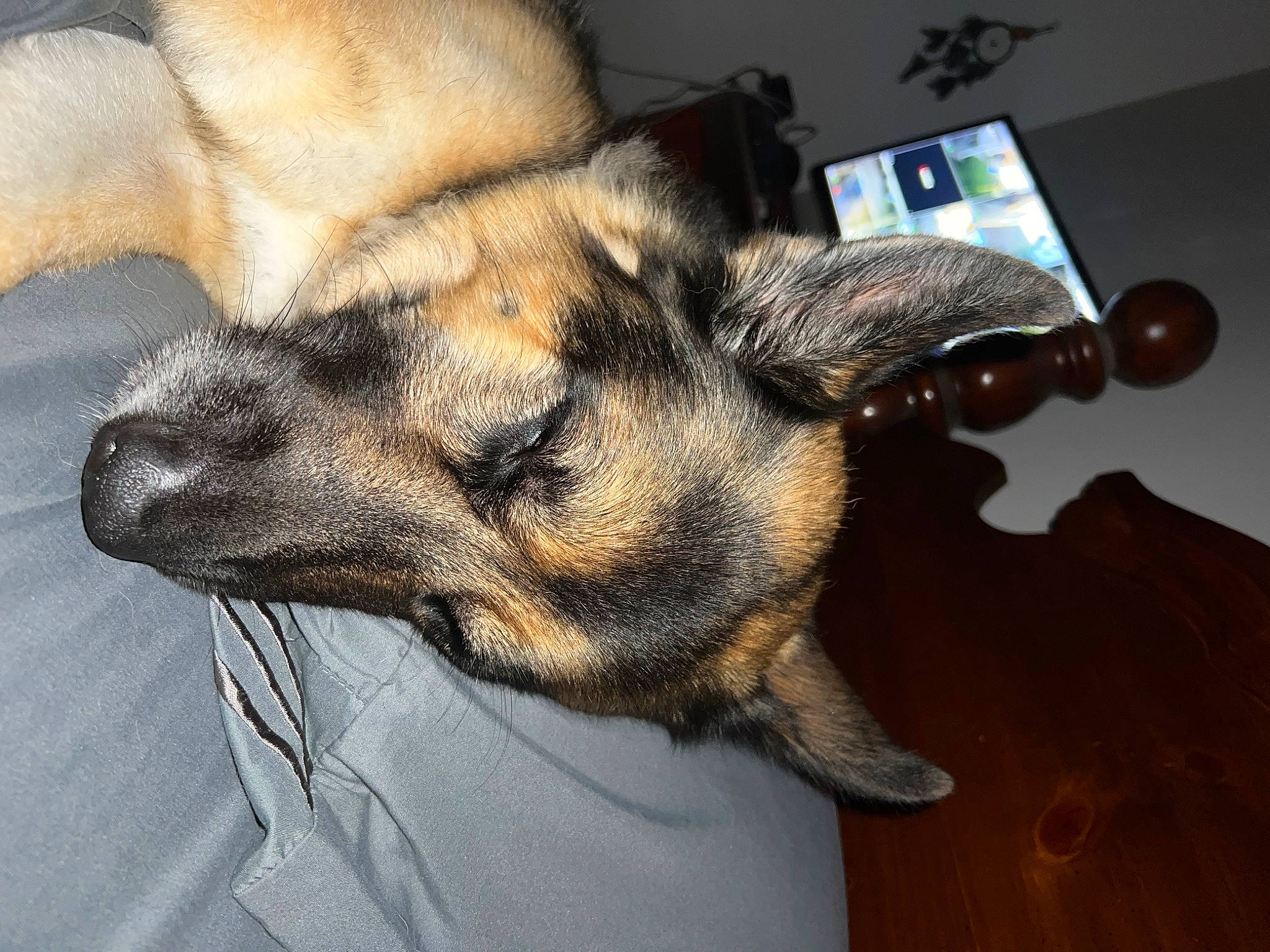 Morpheus joined the competition — help win amazing prizes! canidae, carnivore, comfort, companion_dog, dog, dog_breed, ear, fawn, flooring, fur, german_shepherd_dog, hardwood, paw, snout, sporting_group, terrestrial_animal, varnish, whiskers, working_animal, working_dog