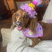 Isabeau joined the competition — help win amazing prizes! dog, birthday, party_hat, bandana, brown_dog, pet, celebration, indoor, blanket, couch, happy, smiling, fur, animal, canine, polka_dot, decorations, close_up, face, ears