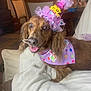 dog, birthday, party_hat, bandana, brown_dog, pet, celebration, indoor, blanket, couch, happy, smiling, fur, animal, canine, polka_dot, decorations, close_up, face, ears