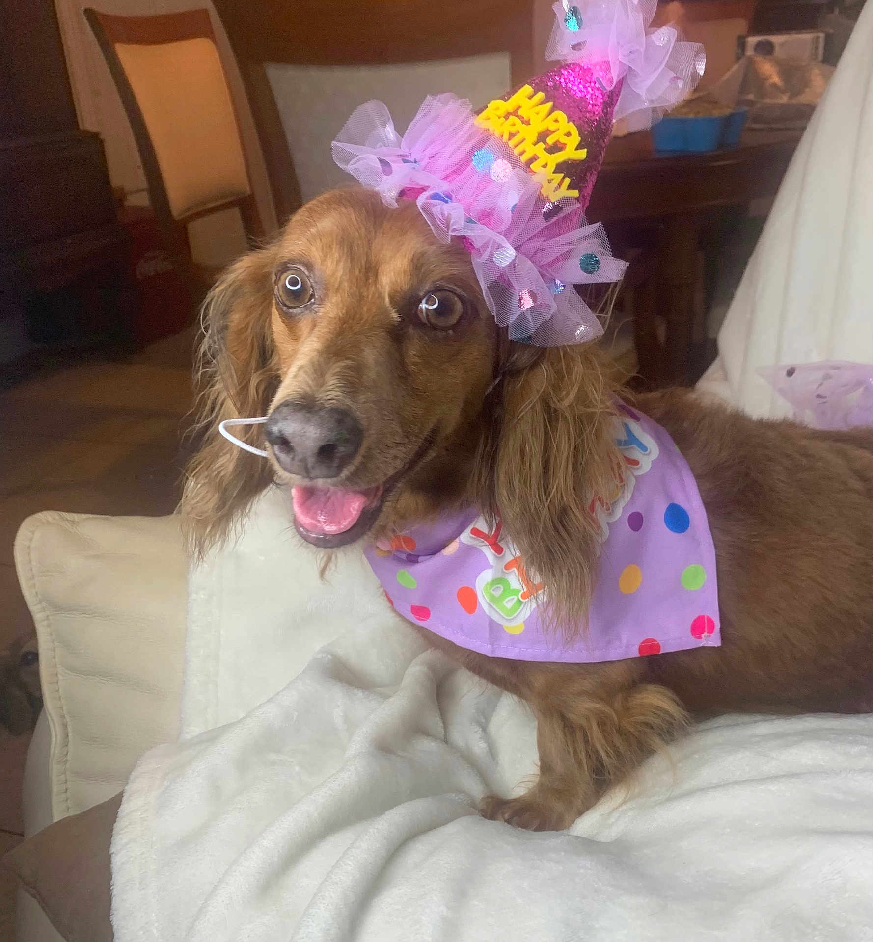 Isabeau joined the competition — help win amazing prizes! dog, birthday, party_hat, bandana, brown_dog, pet, celebration, indoor, blanket, couch, happy, smiling, fur, animal, canine, polka_dot, decorations, close_up, face, ears
