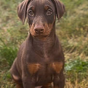 Dexter is registered to the contest to win money with this photo: doberman, puppy, dog, grass, outdoor, animal, pet, canine, young, ears, fur, snout, sitting, cute, nature, portrait, brown, black, eyes, adorable