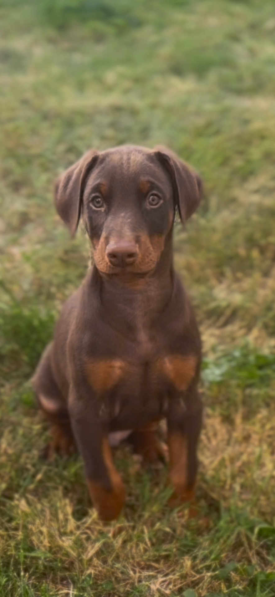 Dexter