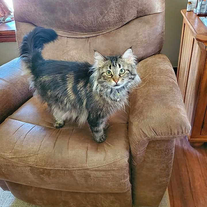 Berry is registered to the contest to win money with this photo: animal, armchair, cat, chair, couch, cushion, furniture, homedecor, kitten, pet, pillow, recliner