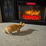 Cheeto joined the competition — help win amazing prizes! bookshelf, cabinet, carpet, carpet_texture, cozy, curiosity, electric_fireplace, fake_fire, framed_photo, furniture, heating, indoor, living_room, logs, orange_cat, pet, reflection, shadow, tabby_cat, warm_light