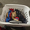 basket, carpet, cat, clothes, cozy, cute, fabric, feline, handle, home, hoodie, indoor, laundry_basket, orange_cat, pants, pet, portrait, resting, shoe, sneaker