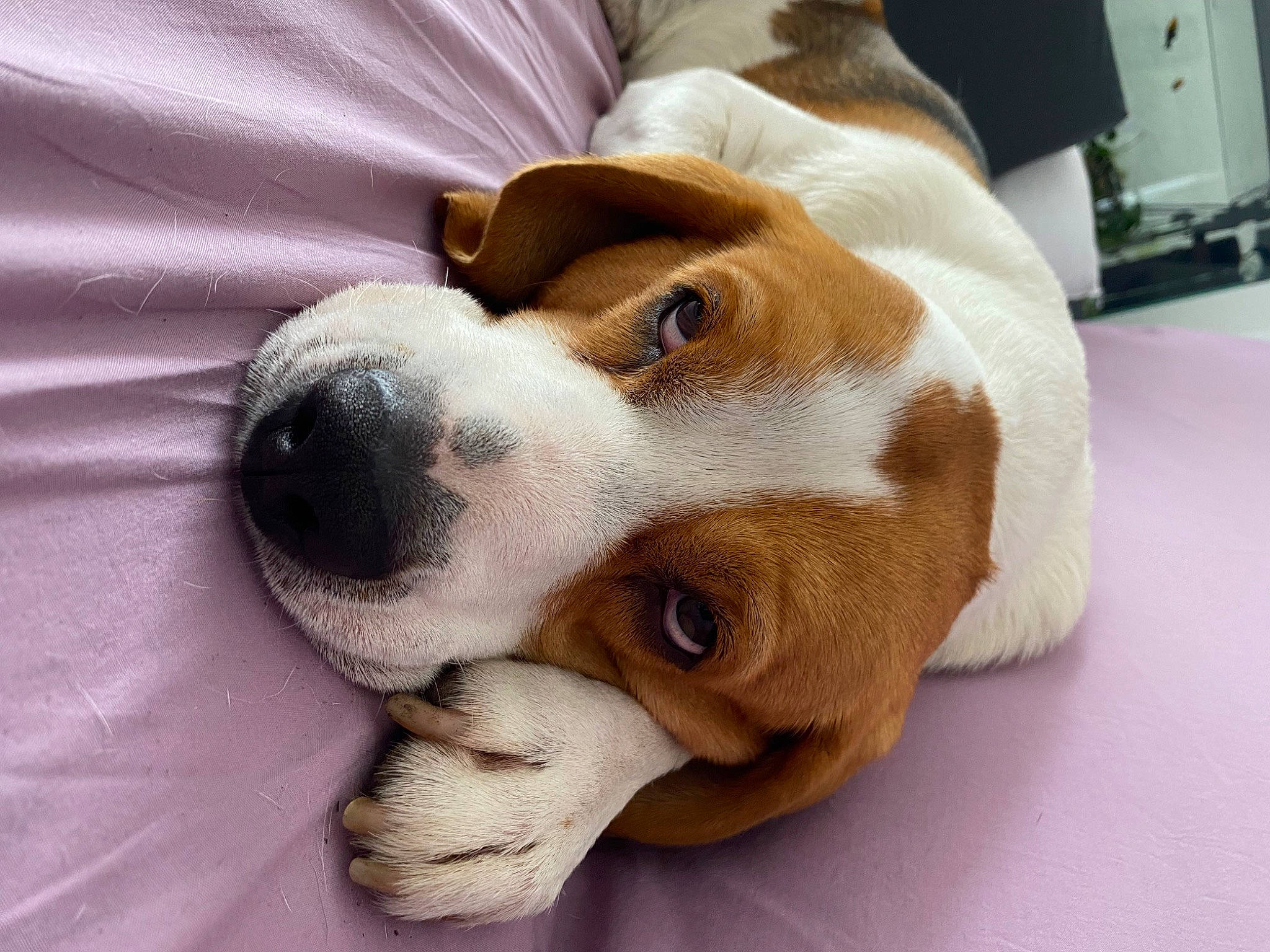 Greg participe au concours pour gagner de l'argent avec cette photo : beaglier, canidae, carnivore, collar, comfort, companion_dog, dog, dog_breed, dog_collar, ear, fawn, fur, kitchen_appliance, paw, puppy_love, scent_hound, snout, sporting_group, whiskers, working_animal