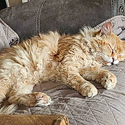 King Mufasa Reign is registered to the contest to win money with this photo: cat, orange_cat, sleeping, furry, pet, indoor, couch, quilted_blanket, cozy, relaxed, paw, feline, domestic_animal, fur, resting, animal, home, cute, fluffy, nap