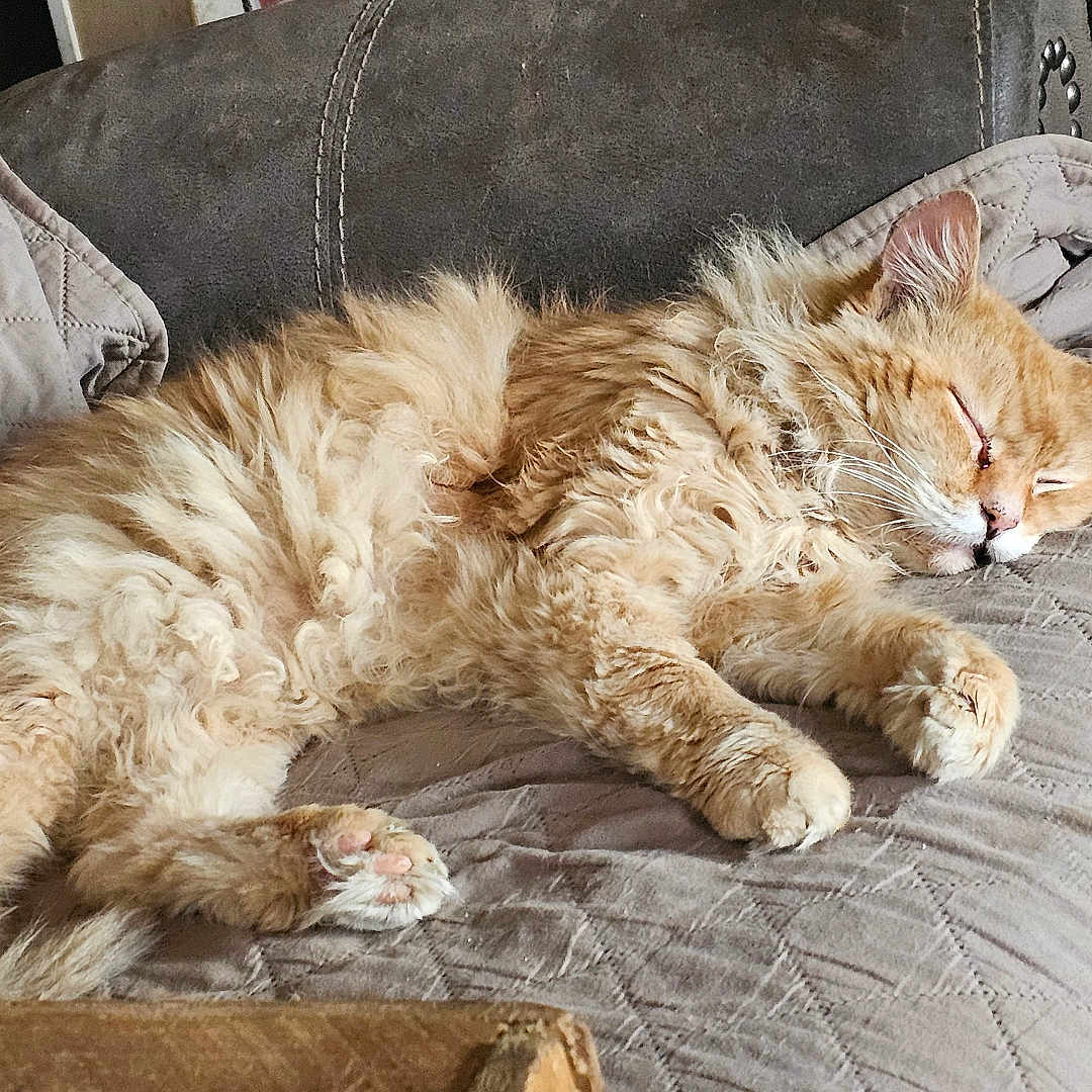 King Mufasa Reign is registered to the contest to win money with this photo: cat, orange_cat, sleeping, furry, pet, indoor, couch, quilted_blanket, cozy, relaxed, paw, feline, domestic_animal, fur, resting, animal, home, cute, fluffy, nap