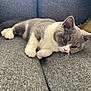 Atchoum a rejoint le concours — aidez-le/la à gagner de superbes lots ! cat, kitten, pet, gray_cat, white_paws, whiskers, couch, sofa, upholstery, indoor, lounging, relaxed, sleepy, fur, close_up, portrait, domestic_animal, paw, brown_eyes, home