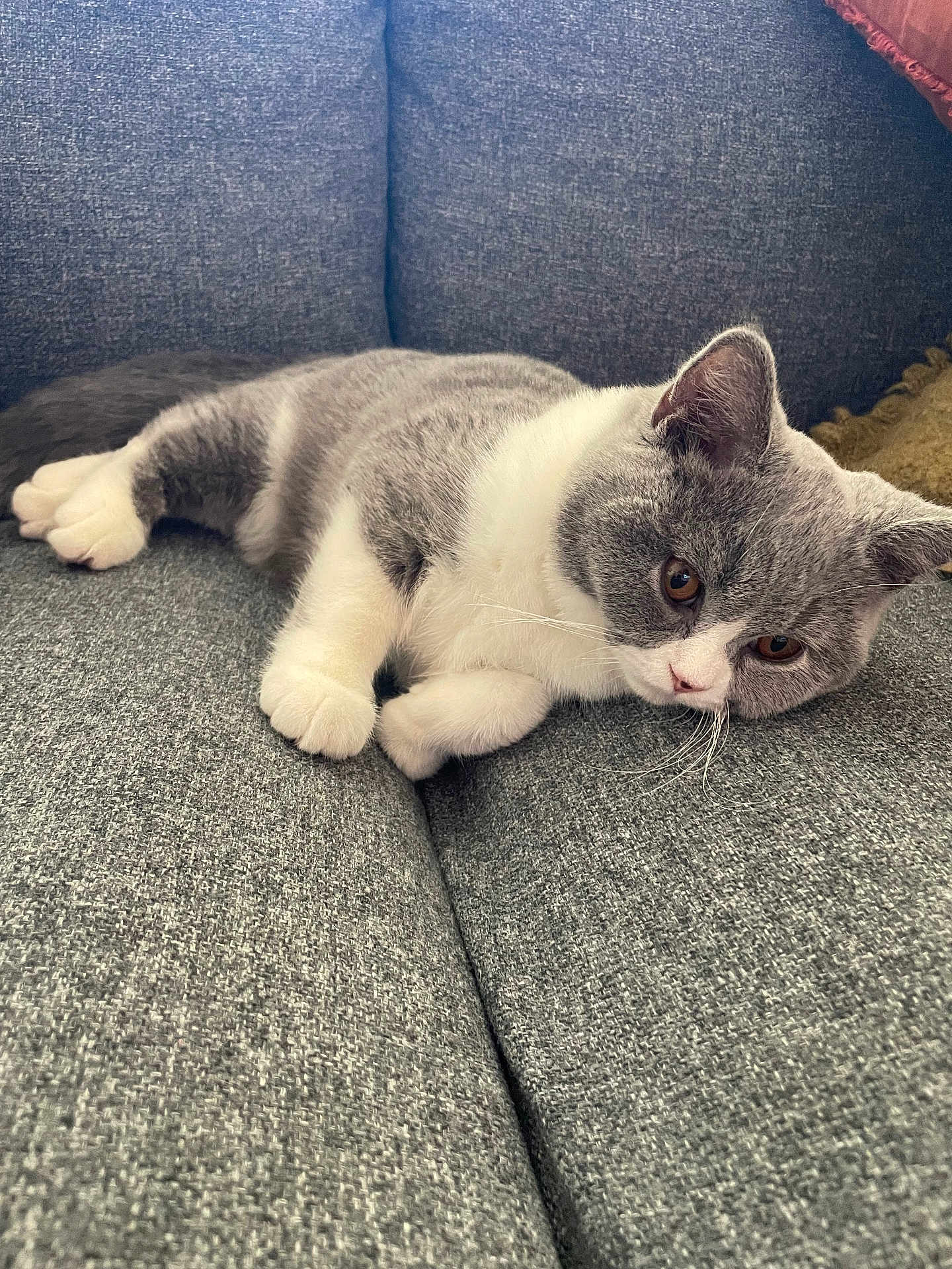 Atchoum a rejoint le concours — aidez-le/la à gagner de superbes lots ! cat, kitten, pet, gray_cat, white_paws, whiskers, couch, sofa, upholstery, indoor, lounging, relaxed, sleepy, fur, close_up, portrait, domestic_animal, paw, brown_eyes, home