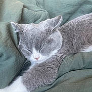 Atchoum participe au concours pour gagner de l'argent avec cette photo : cat, sleeping, gray_cat, white_paws, whiskers, blanket, bedding, cozy, indoor, pet, close_up, portrait, nap, fur, relaxed, cute, domestic_cat, bed, soft_texture, stretched_paw