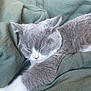 cat, sleeping, gray_cat, white_paws, whiskers, blanket, bedding, cozy, indoor, pet, close_up, portrait, nap, fur, relaxed, cute, domestic_cat, bed, soft_texture, stretched_paw
