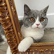 Atchoum participe au concours pour gagner de l'argent avec cette photo : cat, kitten, grey_and_white, amber_eyes, whiskers, paw, picture_frame, ornate_frame, gold_frame, portrait, close_up, indoor, hardwood_floor, curious, staring, cute, pet, animal, decorative, vintage_frame