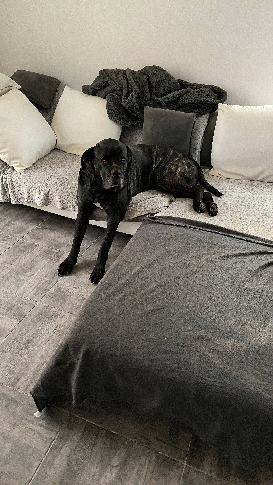 Raven participe au concours pour gagner de l'argent avec cette photo : bed, bedding, bedroom, carnivore, comfort, companion_dog, dog, dog_breed, floor, flooring, furniture, grey, hardwood, human_leg, linens, style, tail, tints_and_shades, wood, working_animal