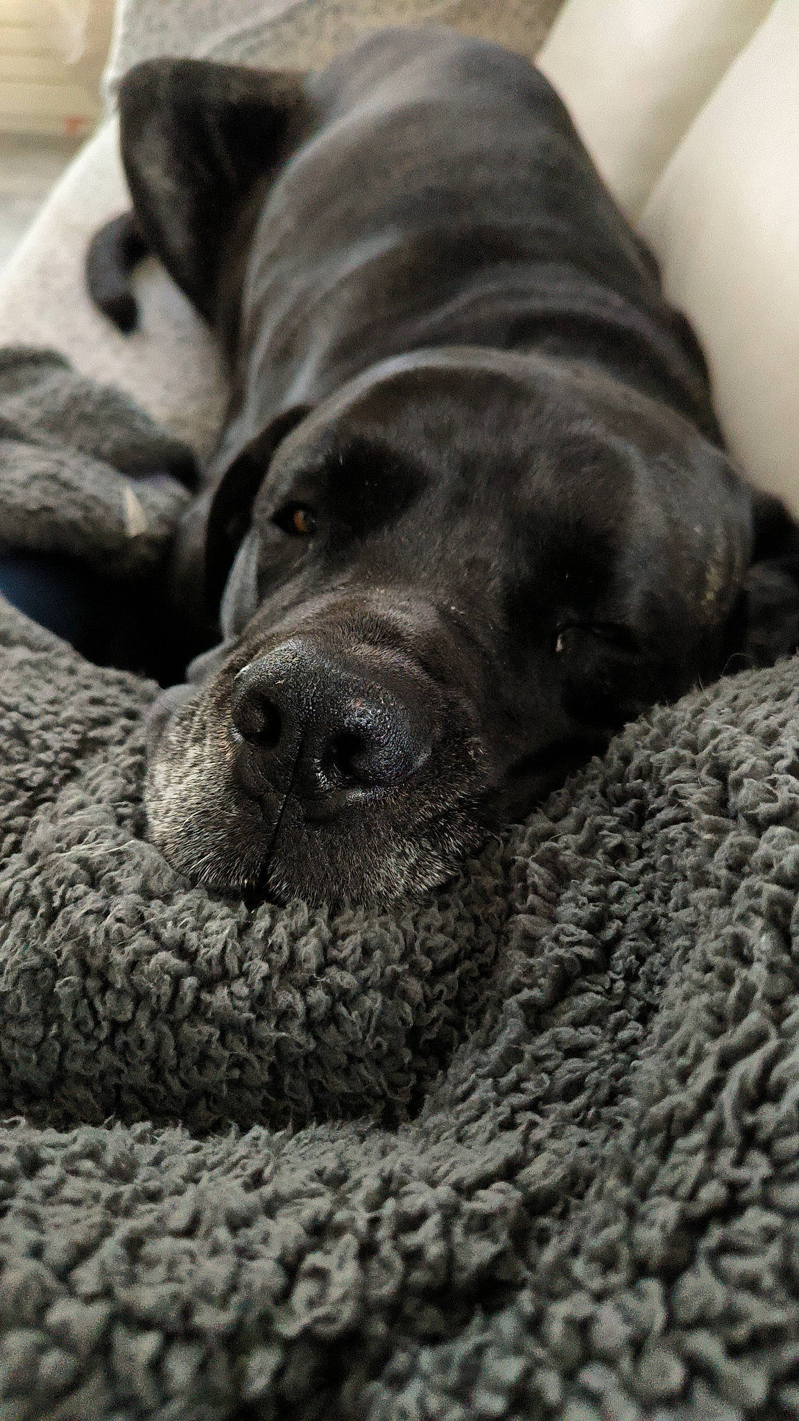 Raven a rejoint le concours — aidez-le/la à gagner de superbes lots ! borador, bored, canidae, carnivore, comfort, companion_dog, dog, dog_breed, fur, grey, liver, monochrome_photography, natural_material, non_sporting_group, snout, sporting_group, terrestrial_animal, whiskers, working_animal, wrinkle