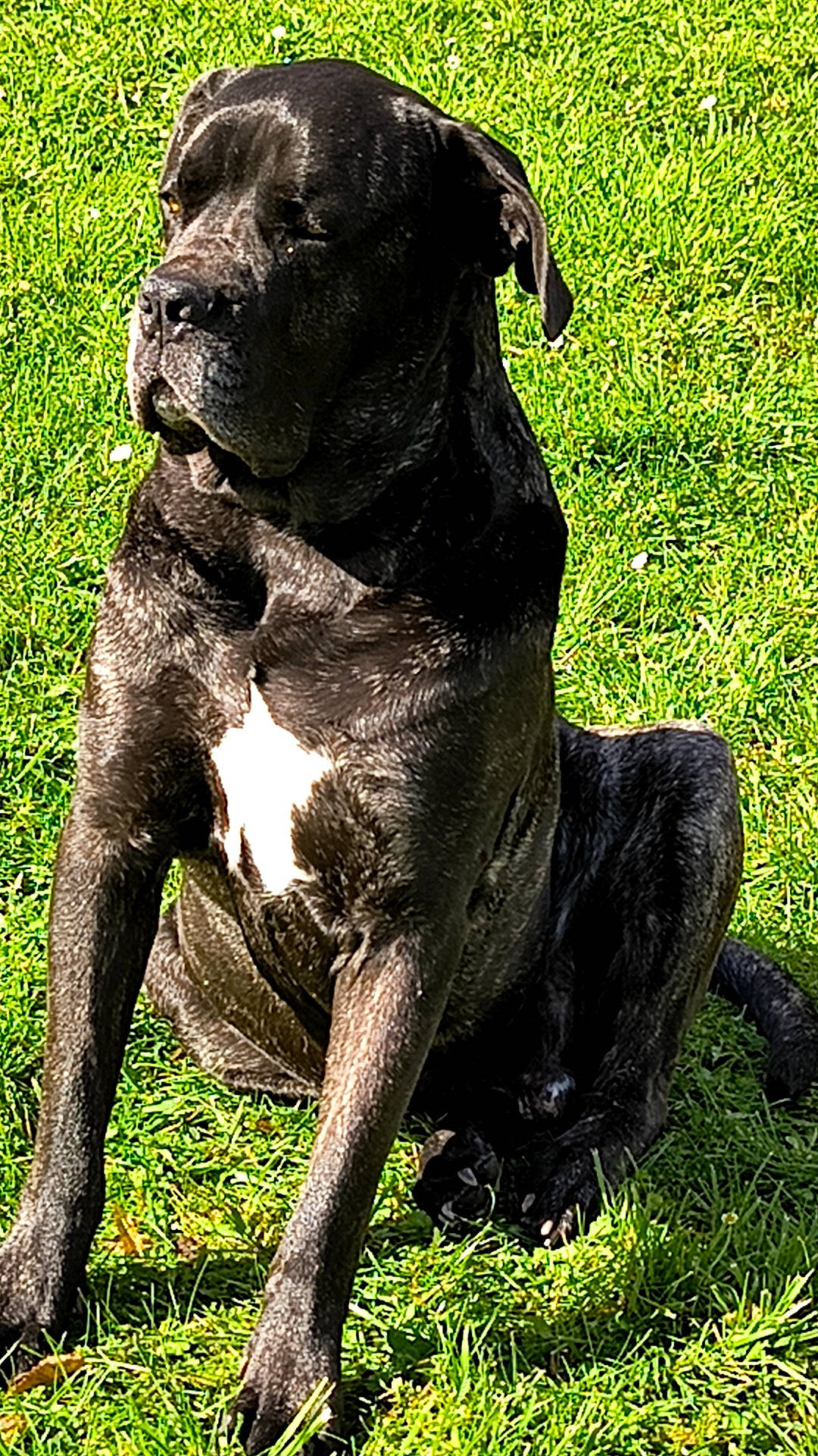 Raven a rejoint le concours — aidez-le/la à gagner de superbes lots ! borador, canidae, carnivore, companion_dog, dog, dog_breed, fawn, grass, gun_dog, liver, molosser, non_sporting_group, plant, rose, snout, sporting_group, tail, terrestrial_animal, working_animal, working_dog