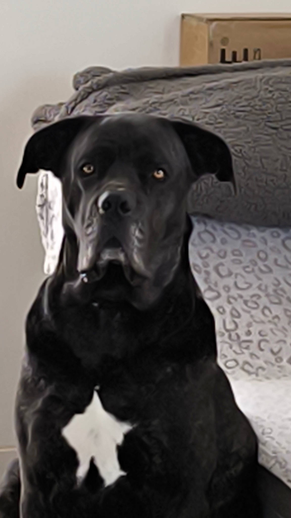 Raven participe au concours pour gagner de l'argent avec cette photo : borador, canidae, carnivore, collar, companion_dog, dog, dog_breed, dog_collar, fawn, fur, giant_dog_breed, hunting_dog, liver, non_sporting_group, plant, snout, sporting_group, terrestrial_animal, working_animal, working_dog