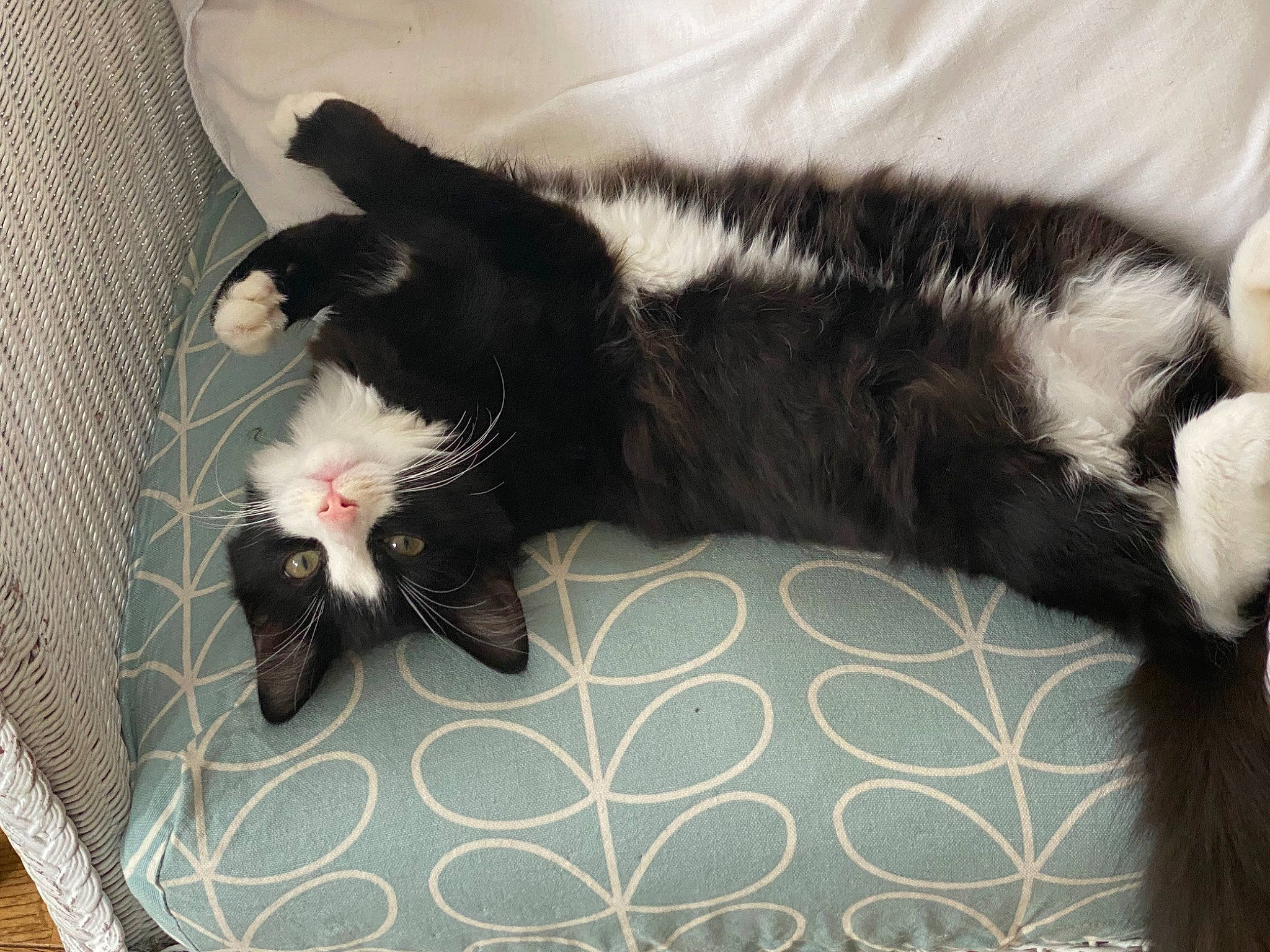 Joyce And Hopper is registered to the contest to win money with this photo: black_cat, carnivore, cat, cat_supply, claw, comfort, domestic_short_haired_cat, felidae, foot, fur, mammal, nap, paw, room, small_to_medium_sized_cats, snout, tail, terrestrial_animal, vertebrate, whiskers