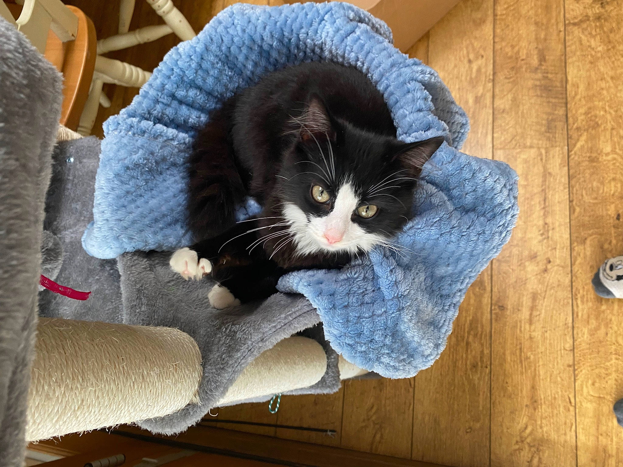 Joyce And Hopper joined the competition — help win amazing prizes! bag, black_cat, carnivore, cat, comfort, denim, domestic_short_haired_cat, felidae, fur, grey, hardwood, lap, sitting, small_to_medium_sized_cats, snout, tail, textile, whiskers, window, wood