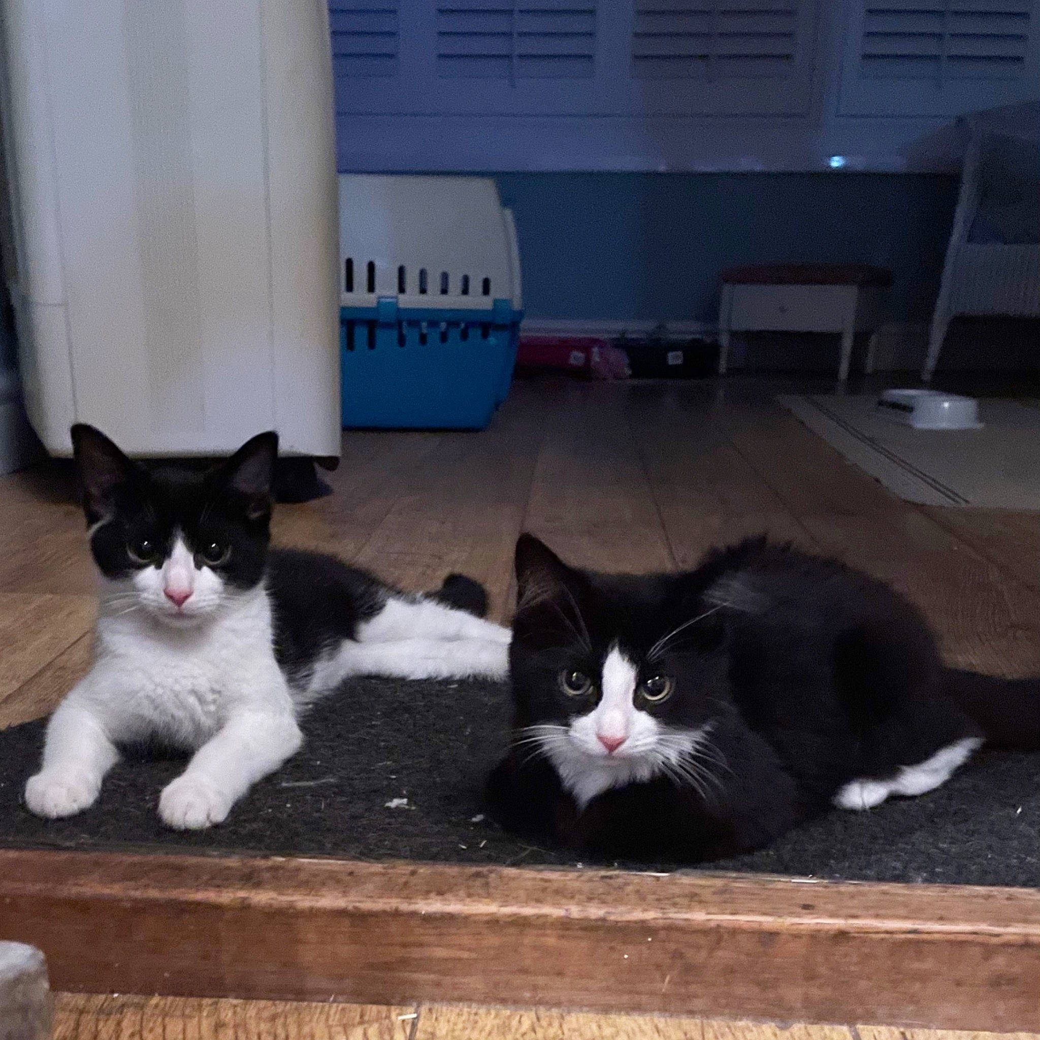 Joyce And Hopper is registered to the contest to win money with this photo: carnivore, cat, comfort, domestic_short_haired_cat, felidae, floor, flooring, fur, grey, monochrome_photography, paw, small_to_medium_sized_cats, snout, tail, whiskers, window