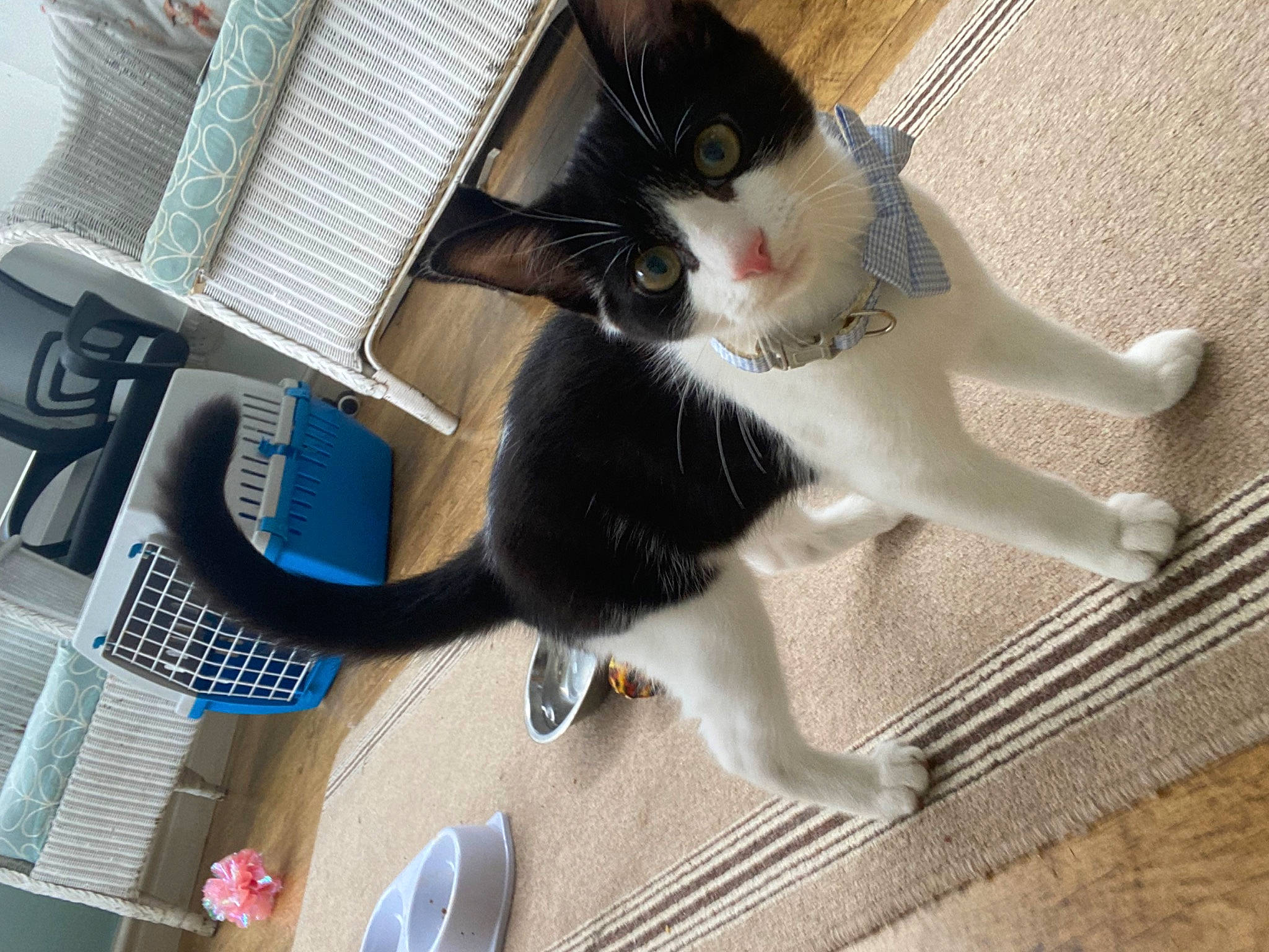 Joyce And Hopper is registered to the contest to win money with this photo: bag, carnivore, cat, claw, comfort, corded_phone, domestic_short_haired_cat, felidae, flooring, fur, hardwood, input_device, lap, office_supplies, paw, peripheral, small_to_medium_sized_cats, tableware, tail, whiskers