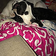 Layla joined the competition — help win amazing prizes! dog, cat, blanket, couch, indoor, pet, resting, snuggling, black_cat, white_dog, patterned_blanket, family, child, person, dim_lighting, cozy, animal, companion, relaxing, home
