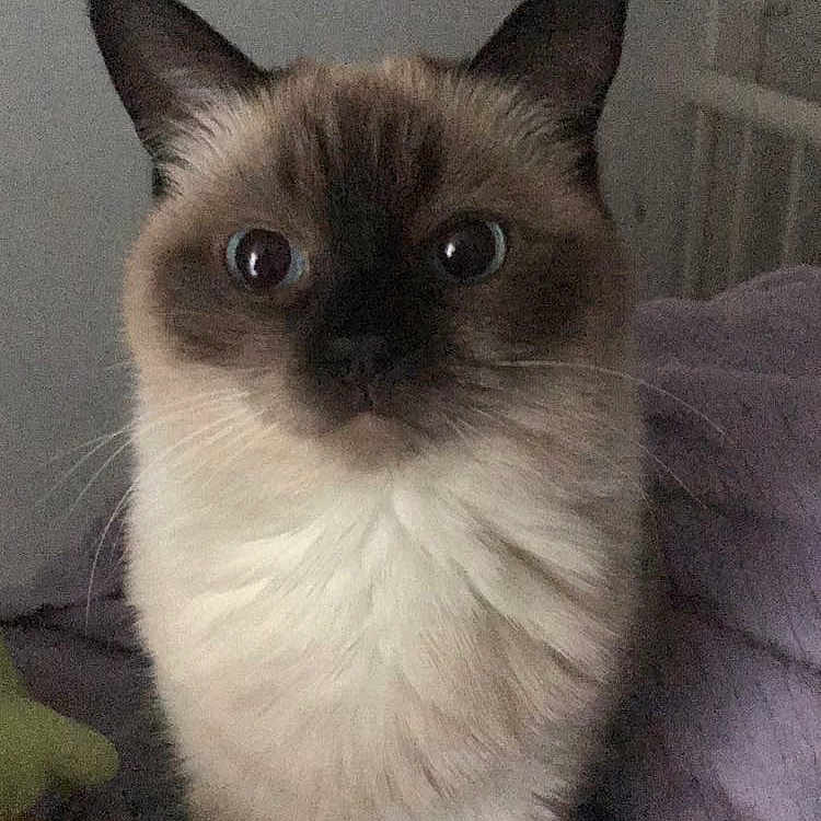 Bella is registered to the contest to win money with this photo: animal, blanket, cat, close_up, cozy, cute, domestic, ears, face, feline, fur, indoor, looking, mammal, pet, portrait, siamese_cat, sitting, whiskers, wide_eyes