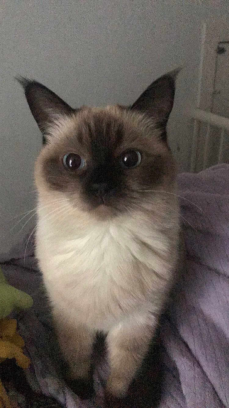 Bella is registered to the contest to win money with this photo: cat, siamese_cat, pet, feline, indoor, close_up, whiskers, ears, fur, animal, cute, wide_eyes, looking, sitting, blanket, cozy, domestic, mammal, face, portrait