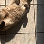 Bella is registered to the contest to win money with this photo: cat, fluffy, sunlight, tile_floor, relaxed, indoor, pet, animal, cute, fur, paw, shadow, sleepy, mammal, whiskers, domestic_cat, resting, cozy, lazy, sunbeam