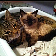 Bella joined the competition — help win amazing prizes! cat, tabby_cat, siamese_cat, laundry_basket, clothes, indoor, pet, feline, closeup, resting, cozy, snuggle, fur, whiskers, ears, curious, relaxed, household, domestic, animal