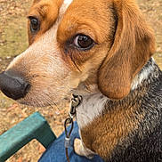 Lexi is registered to the contest to win money with this photo: animal, beagle, black_fur, brown_fur, close_up, collar, dog, ears, eyes, lap, leaf_litter, leash, nature, nose, outdoor, person, pet, sitting, white_fur, wooden_fence