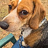 animal, beagle, black_fur, brown_fur, close_up, collar, dog, ears, eyes, lap, leaf_litter, leash, nature, nose, outdoor, person, pet, sitting, white_fur, wooden_fence