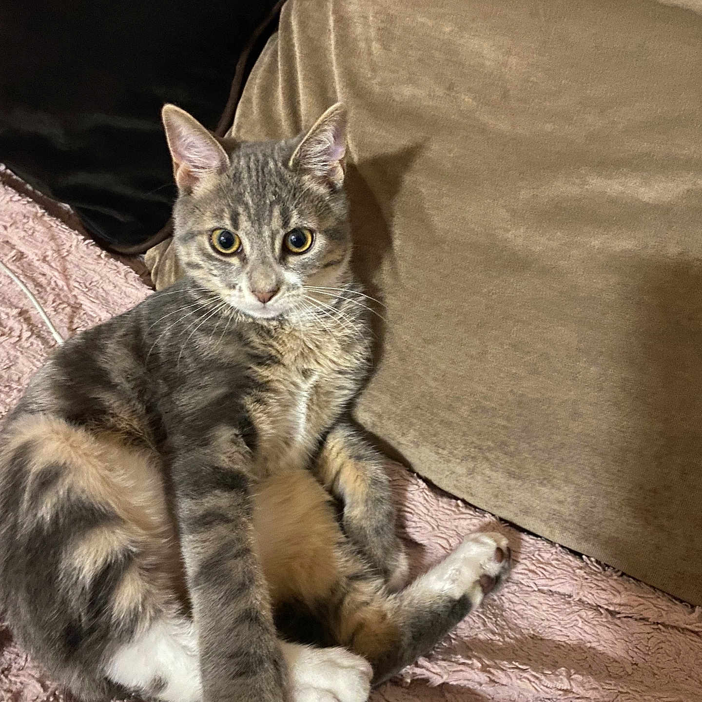 Milo a rejoint le concours — aidez-le/la à gagner de superbes lots ! animal, beige, blanket, cat, cozy, curious, cushion, cute, domestic, feline, fur, indoor, paw, pet, pink, relaxed, resting, soft, tabby, whiskers