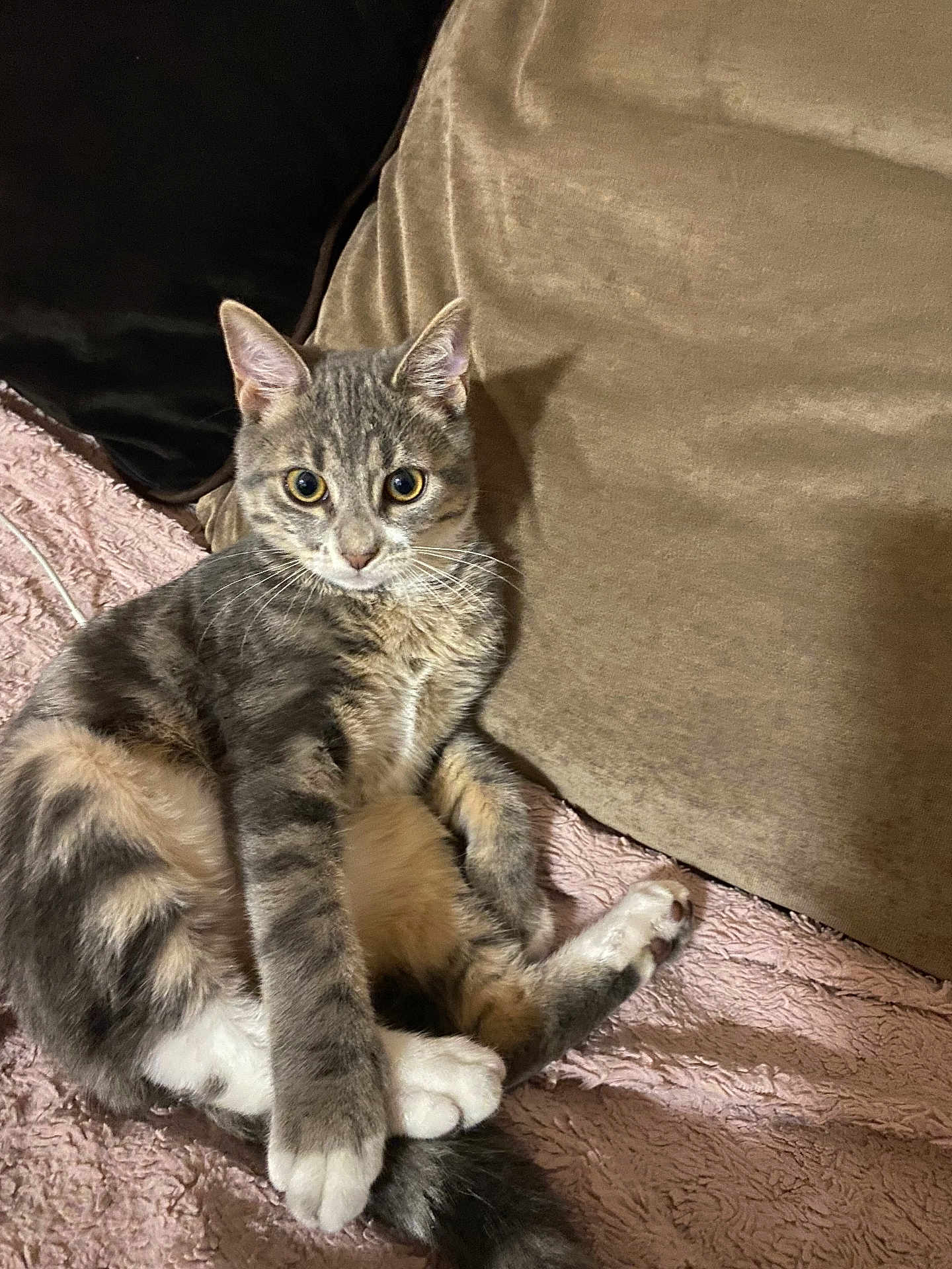 Milo