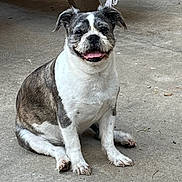 Fizz Gig is registered to the contest to win money with this photo: dog, sitting, outdoor, concrete_floor, happy, tongue_out, pet, canine, fur, animal, gray_fur, white_fur, table_leg, fringed_cloth, smiling, cute, friendly, paw, looking_at_camera, domestic_animal