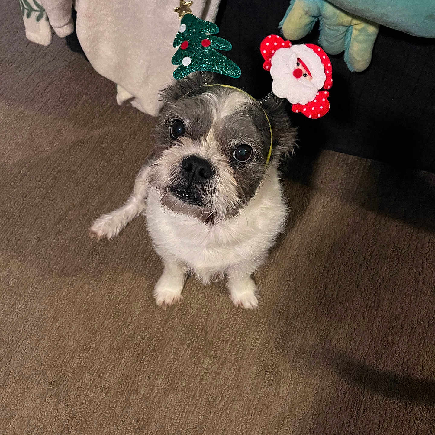 Fizz Gig is registered to the contest to win money with this photo: adorable, animal, blanket, carpet, christmas, christmas_headband, companion, cute, decorations, dog, festive, floor, fur, holiday, indoor, looking_up, pet, plush_toy, small_dog, white_and_gray