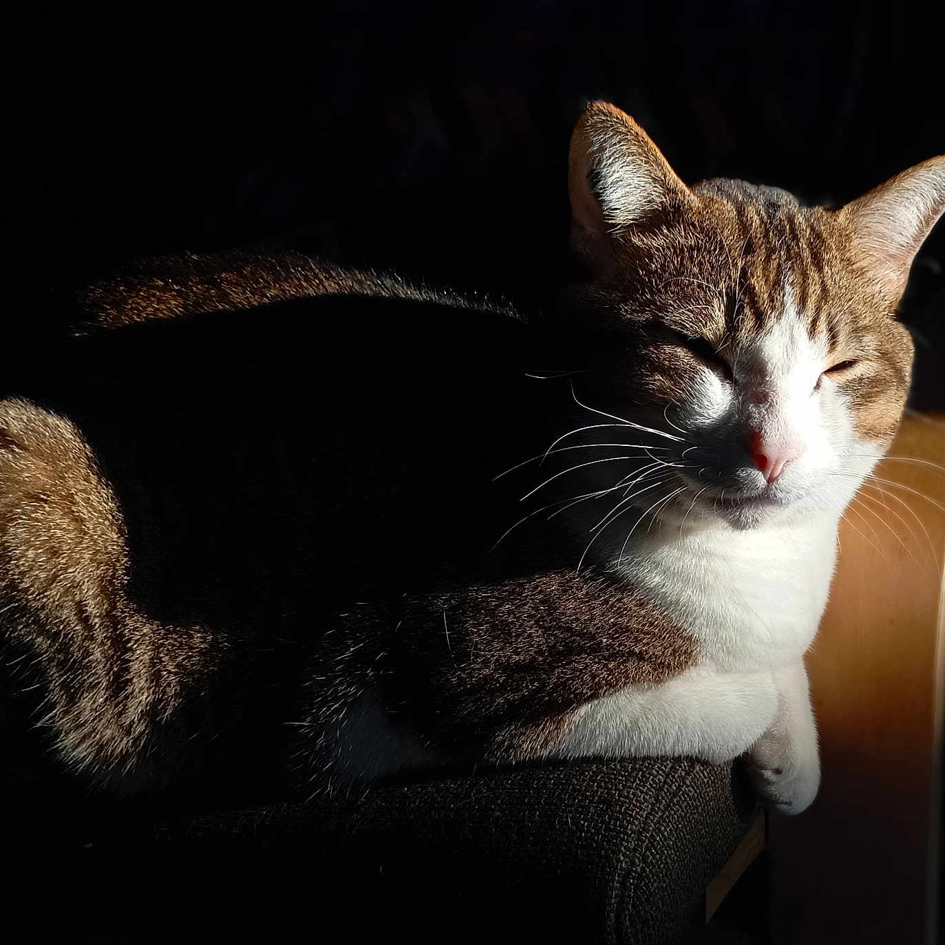 Simba participe au concours pour gagner de l'argent avec cette photo : animal, brown, cat, chair, closeup, comfort, cozy, domestic, feline, fur, indoor, peaceful, pet, quiet, relaxed, resting, shadow, sunlight, whiskers, white