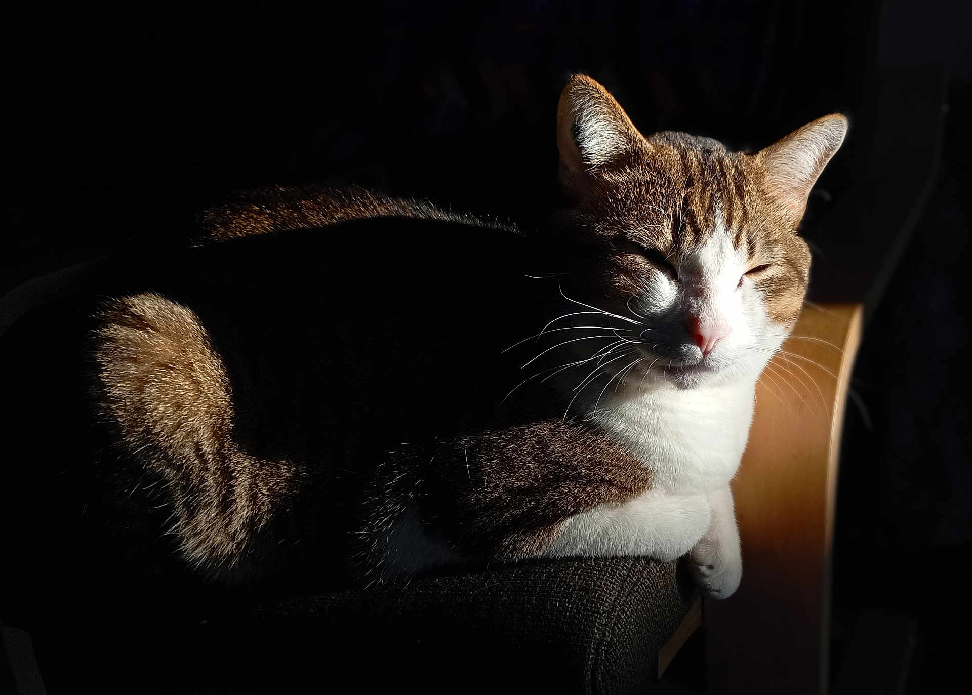 Simba participe au concours pour gagner de l'argent avec cette photo : cat, indoor, sunlight, shadow, relaxed, feline, whiskers, fur, brown, white, chair, resting, cozy, pet, animal, closeup, quiet, peaceful, domestic, comfort