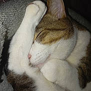 Simba a rejoint le concours — aidez-le/la à gagner de superbes lots ! cat, sleeping, cozy, paw, fur, whiskers, close_up, pet, domestic_animal, tabby, white_fur, brown_fur, cute, animal, snuggled, relaxed, indoor, blanket, resting, soft