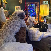 Otto joined the competition — help win amazing prizes! dog, fluffy_dog, couch, blanket, person, legs, lamp, mirror, christmas_tree, decor, living_room, furniture, relaxing, indoor, cozy, holiday, sleeping_dogs, table, remote_control, artwork