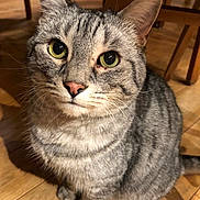 Mitra a rejoint le concours — aidez-le/la à gagner de superbes lots ! cat, tabby, green_eyes, pet, animal, feline, whiskers, ears, wooden_floor, indoor, curious, sitting, close_up, striped, domestic_cat, cute, fur, face, looking_up, household