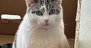 Mio joined the competition — help win amazing prizes! animal, blue_eyes, cardboard_box, cat, close_up, cute, domestic_animal, ears, feline, fur, grey_fur, house_pet, indoor, looking_at_camera, pet, portrait, sitting, tail, whiskers, white_fur