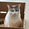 Mio joined the competition — help win amazing prizes! animal, blue_eyes, cardboard_box, cat, close_up, cute, domestic_animal, ears, feline, fur, grey_fur, house_pet, indoor, looking_at_camera, pet, portrait, sitting, tail, whiskers, white_fur