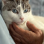 Mio joined the competition — help win amazing prizes! cat, blue_eyes, pet, close_up, face, fur, whiskers, pink_nose, ear, hand, human_hand, bed, blanket, cozy, indoor, portrait, domestic_animal, looking_at_camera, soft_texture, soft_light