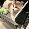 Mio is registered to the contest to win money with this photo: blue_eyes, cat, cleansing_wipes, close_up, container, cucumber, curious, drawer, floor, fur, household, indoor, light, pet, plastic, resting, shadow, slipper, storage, tile