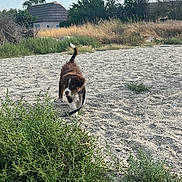 Nash participe au concours pour gagner de l'argent avec cette photo : animal, architecture, building, canine, countryside, dog, field, grass, grassland, hut, nature, outdoors, pet, plant, rural, shelter, soil, summer, tree, vegetation