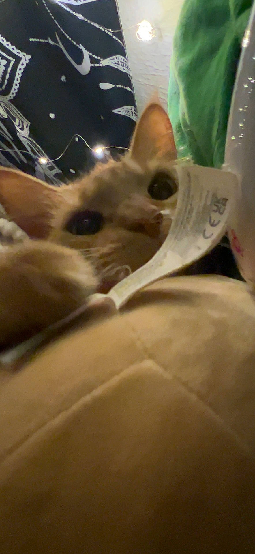 Pelusa joined the competition — help win amazing prizes! carnivore, cat, comfort, domestic_short_haired_cat, ear, eye, fawn, felidae, fur, iris, musical_instrument, siamese, small_to_medium_sized_cats, snout, thai, whiskers