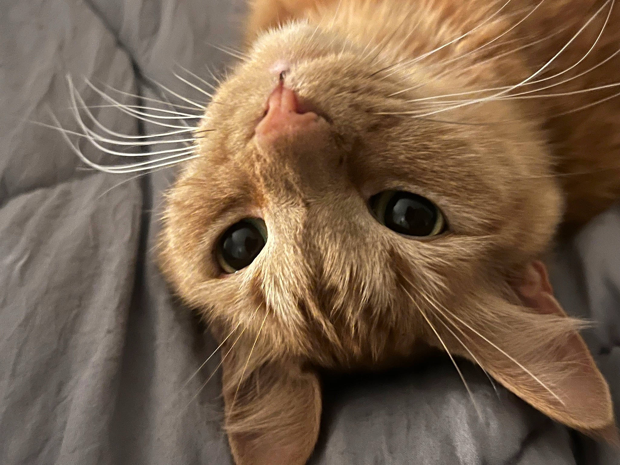 Pelusa is registered to the contest to win money with this photo: carnivore, cat, claw, comfort, domestic_short_haired_cat, ear, fawn, felidae, fur, iris, paw, small_to_medium_sized_cats, snout, terrestrial_animal, whiskers, wildlife, wrinkle