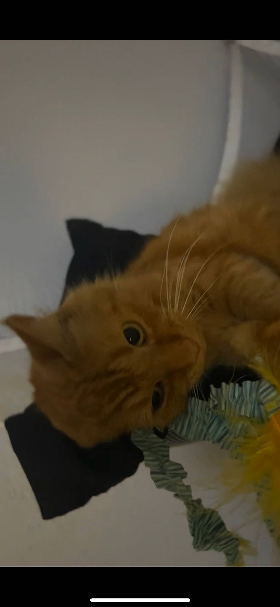 Pelusa is registered to the contest to win money with this photo: carnivore, cat, claw, domestic_short_haired_cat, eye, fawn, felidae, flooring, fur, hardwood, paw, plant, small_to_medium_sized_cats, snout, tail, whiskers, window, wood